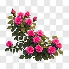 Beautiful Pink Roses In Full Bloom Png