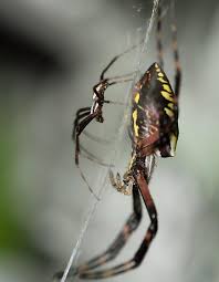 yellow garden spider revisited