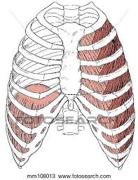 Inflammation of the muscles of the rib cage, known as costochondritis, cause pain below the right rib cage. Ribcage Muscles Drawing Mm108013 Fotosearch