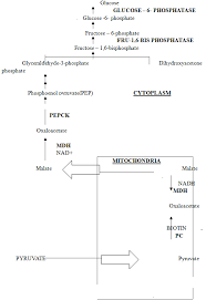 Flow Chart Of Gluconeogenesis Download Scientific Diagram