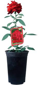 Сега ще разгледаме как да вкореним ще разгледаме какви рози да засадим и някои ценни съвети. Rozi V Kontejner 2l Razlichni Vidove 985824 Cena Mr Bricolage
