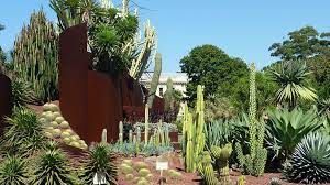 Amazing Cactus And Succulent Garden I