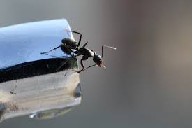 Indoor the most common substance in the ant baits used to disrupt the reproductive cycle of ant colonies is borax, a natural substance that is not toxic to. How To Get Rid Of Ants In The House New England Today