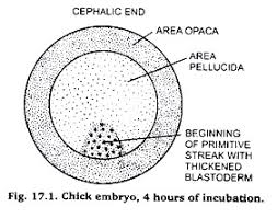 Developmental Stages Of Chick Embryo Zoology