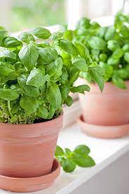 How To Plant And Grow Basil Gardener