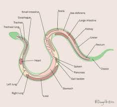 Snake Anatomy Vet Tech Student Veterinarian Technician