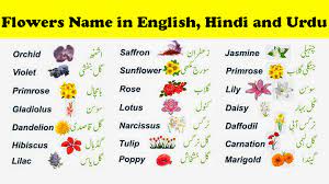 flowers name in english hindi and urdu