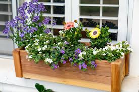 flowering window box ideas for spring