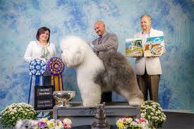 First set of shots rehoming fee for more info. The Old English Sheepdog Club Of America Oesca