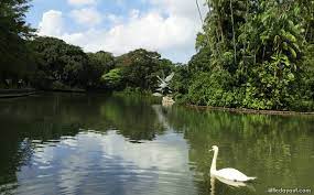 swan lake at singapore botanic gardens