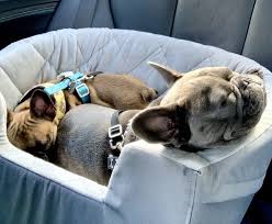 The Best Car Seats For Frenchies