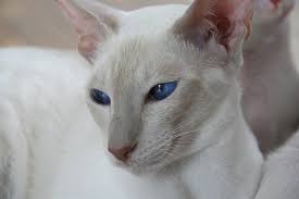Red point siamese have a creamy white fur coat and sparkling blue eyes. Flame Point Siamese What You Need To Know About This Coloration