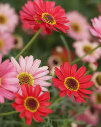 Check spelling or type a new query. 25 Best Red Flowers For Gardens Red Perennials And Annuals