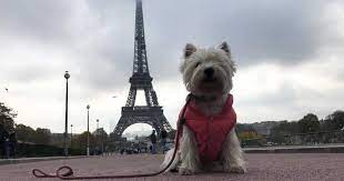 places to go with your dog in france