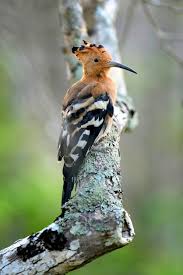 forest birds images free on