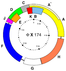 Dna Sequencing Wikipedia