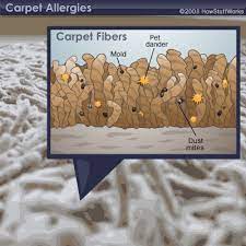 why does carpet cause allergies in some