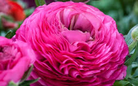 how to grow ranunculus suttons