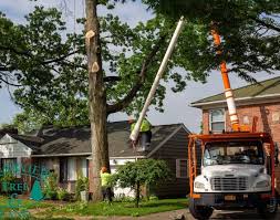 Trees may become a safety hazard to your home and need to be removed. Tree Services In Long Island Ny Nassau County Tree Services