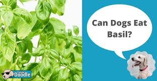 Can Dogs Eat Basil Is Basil Bad For