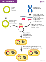 transformants and recombinants
