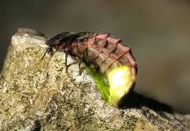 facts about the glow worm