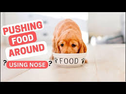 why do dogs push food around with their