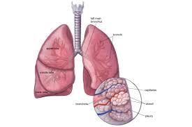 The results of these tests help your doctor know which treatments will work best for you. Lung Cancer Symptoms Causes Treatments Surgeries And More