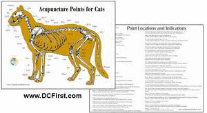 Details About Cat Acupressure Acupuncture Points 8 5 X 11 Chart