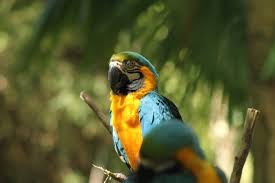 learn about the blue and yellow macaw