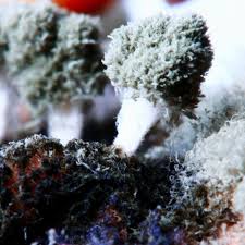 what types of mold are common in a home