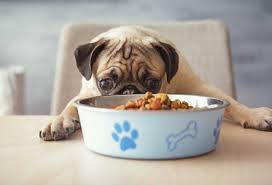 best dog food for a pug patchpuppy com