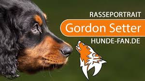 Please join us by reading about the breed, enjoy the pictures in our photo . Gordon Setter 2018 Rasse Aussehen Charakter Youtube