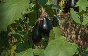 growing brinjal in pots eggplant at