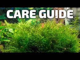 java moss care guide growing a carpet