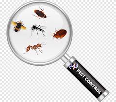 Cockroach Insect Magnifying Glass Pest