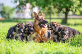 Share your own success stories for german shepherd rescue dogs. Best German Shepherd Breeders 2021 10 Places To Find German Shepherd Puppies For Sale Bubbly Pet