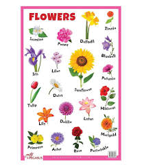 Flowers Thick Laminated Primary Chart