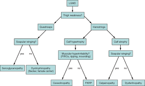 Muscular Dystrophies Clinical Gate