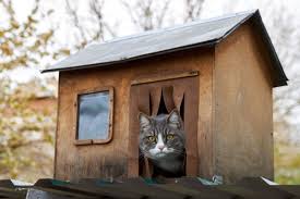 how to build an outdoor cat house