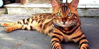 Cute cats funny cats funny animal animals and pets cute animals animals amazing wild animals baby animals cat anatomy. Why You Should Think Twice Before Buying A Bengal Cat The Dodo