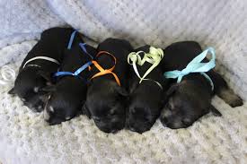 akc miniature schnauzer puppies