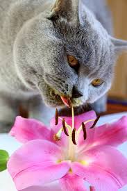 Lily Toxicity In Cats