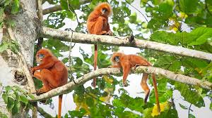 rare red leaf monkeys young infants