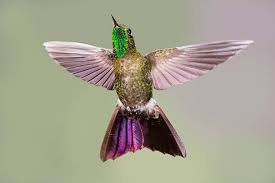 Image result for tyrian metaltail  hummingbird google images