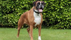 boxer dog breed health and care petmd