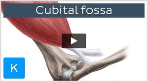 cubital fossa anatomy and clinical