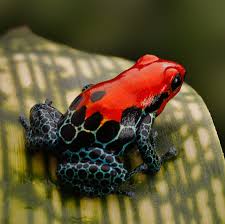 Image result for poison arrow frog