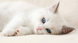 Are you searching for white cat png images or vector? White Cat Desktop Wallpapers Top Free White Cat Desktop Backgrounds Wallpaperaccess
