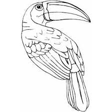 Here you will find many different pets: Toucan Coloring Page
